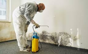 Best Basement Mold Removal  in Mount Pleasant, UT